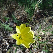 oenothera elata